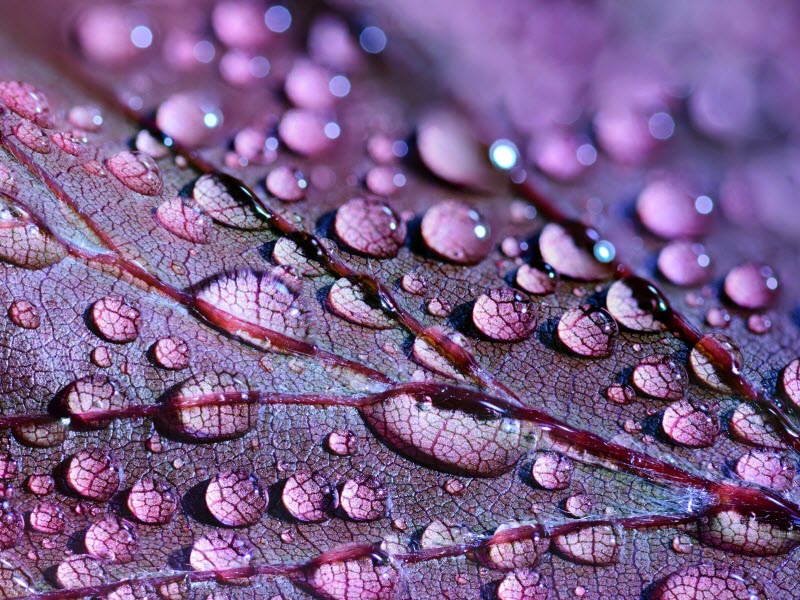 Imagines the Bleak Effects